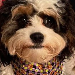 Bernedoodles, Cavalier King Charles Spaniels, Cavapoos, Goldendoodles, and Shihpoos from NC Doodle Puppies