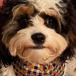 Bernedoodles, Cavalier King Charles Spaniels, Cavapoos, Goldendoodles, and Shihpoos from NC Doodle Puppies