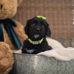 "Neon Girl Misty" Australian Labradoodle Puppies from Forever Friends Labradoodles