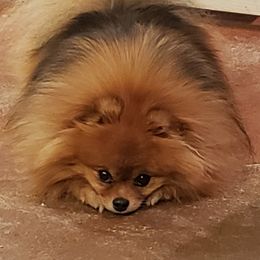 MJ - Pomeranian