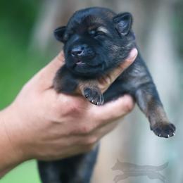 Purple collar - Sable female German Shepherd puppy in Prospect, Connecticut from Di Massimo Canile