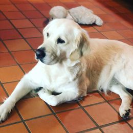 Alice - Golden Retriever