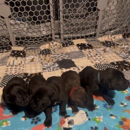 Boy 5 - Black brindle Cane Corso puppy in Linden, Texas from Da Boyz Cane Corso