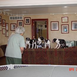 Boston Terrier Puppies from Achates Bostons