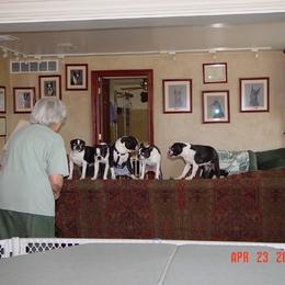 Boston Terrier Puppies from Achates Bostons