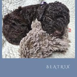 Girl 1 - Brown female Lagotto Romagnolo puppy in Salida, California from Harper's Lagotti