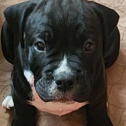 Girl 3 - Olde English Bulldogge puppy in Lebanon, Tennessee from Old Hickory Farm Bulldogges
