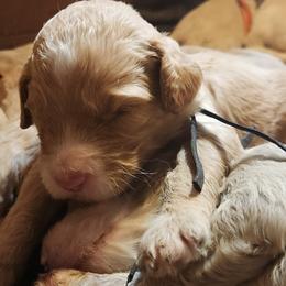 Orlando - black colar - Gold male Labradoodle puppy in Fostoria, Michigan from North Country Kennel Club