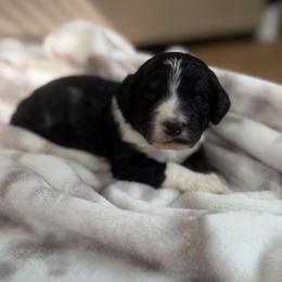 Gia - Tri-color female Bernedoodle puppy in Fishers, Indiana from Fishers Bernedoodles