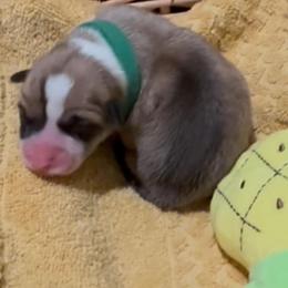 AKC Green Pineapple - Sable male Pembroke Welsh Corgi puppy in Summerfield, Florida from Promise Land Farm