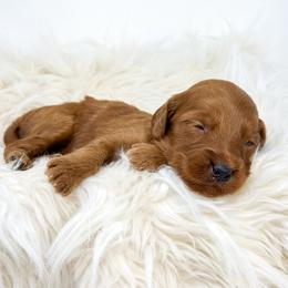 BOOM - Red  male Goldendoodle puppy in Davison, Michigan from Dreaming Doodles