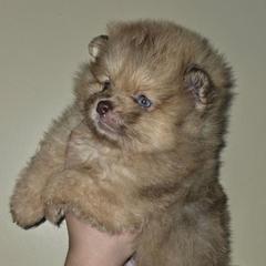 Aurora - Lavender female Pomeranian puppy in Santa Ana, California from Legacy Pomeranian of Orange County