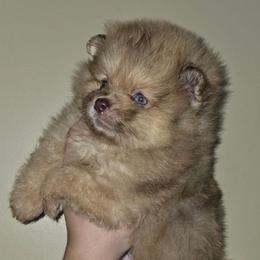 Aurora - Lavender female Pomeranian puppy in Santa Ana, California from Legacy Pomeranian of Orange County