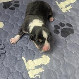 Boy 3 - Black and tan male Pembroke Welsh Corgi puppy in Edinburgh, Indiana from J Bar M Corgis