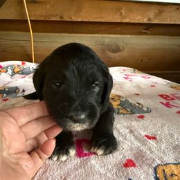 Walter Orange collar - Black and white male Sheepadoodle puppy in Eleva, Wisconsin from Molly’s Doodles