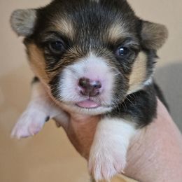 Pembroke Welsh Corgi Puppies from RJ's Corgis