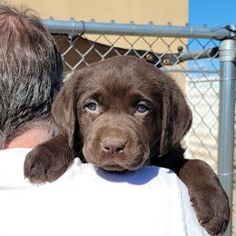 Labrador Retriever Puppies from Wizedogs Labradors