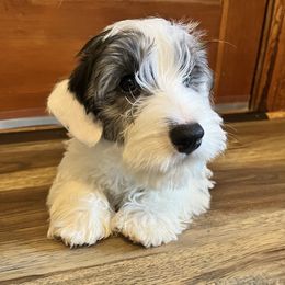 Black badger boy - White and badger male Sealyham Terrier puppy in Holden, Missouri from Thistle and Rock Sealyham Terriers