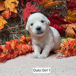 Dulci girl 1 - Light golden female Golden Retriever puppy in Niles, Michigan from Composer Goldens