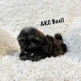 AKC Basil - Brindle female Shih Tzu puppy in Greenville, South Carolina from Babyface Shih Tzu