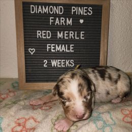 Yellow - Red merle female Australian Shepherd puppy in Camp Verde, Arizona from Diamond Pines Farm
