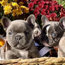 French Bulldog Puppies from NC Pawsibilities