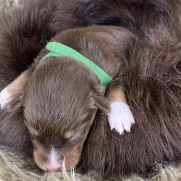 Gator- Green Collar - Red tri-color male Australian Shepherd puppy in Newport, Rhode Island from Wildlings Australian Shepherds