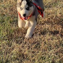 Siberian Husky Puppies from Siberian Huskies-Beckham the Great