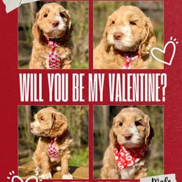Benny - Caramel male Australian Labradoodle puppy in Citrus Heights, California from Elite Blend Labradoodles