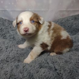 Miniature Australian Shepherd and Toy Australian Shepherd Puppies from Badlands Toy and Mini Aussies