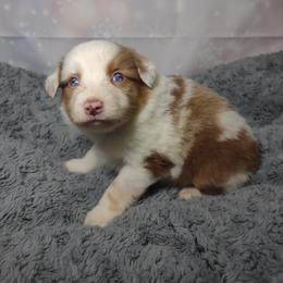 Miniature Australian Shepherd and Toy Australian Shepherd Puppies from Badlands Toy and Mini Aussies