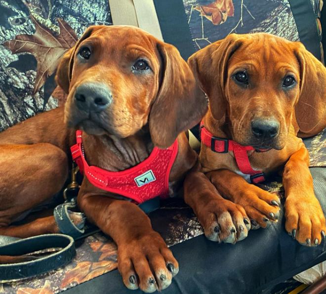 Zambezi River Ridgebacks in Texas | Rhodesian Ridgeback puppies | Good Dog