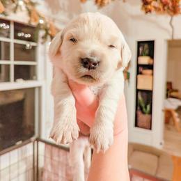 Cookie - Light golden female Golden Retriever puppy in Mason, Michigan from Sweet Breeze Acres