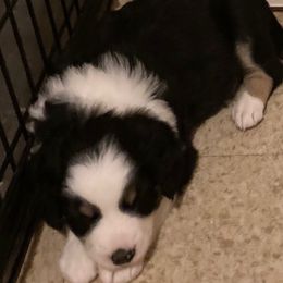 Buster Boy - Blue Eyes - Black tri male Miniature American Shepherd puppy in Westwego, Louisiana from Connie's American Eskimo Dogs and Mini Australian Shepherd Dogs
