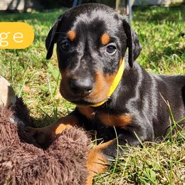 Edge - Black and rust male Doberman Pinscher puppy in Blanchester, Ohio from Battle Creek Dobermans