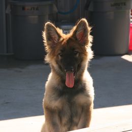 Shiloh Shepherd Puppies from Solace Shilohs