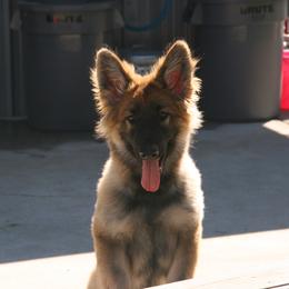 Shiloh Shepherd Puppies from Solace Shilohs