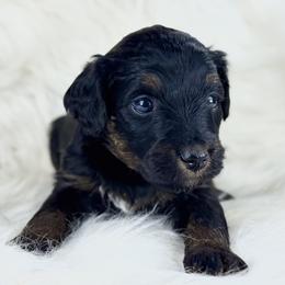 BPF3 - Black phantom female Aussiedoodle puppy in Prague, Oklahoma from Classic K9’s  Aussies & Doodles