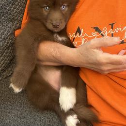 German Shepherd and Siberian Husky Puppies from Rose Trail Siberian’s