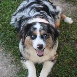 Gauge - Miniature Australian Shepherd