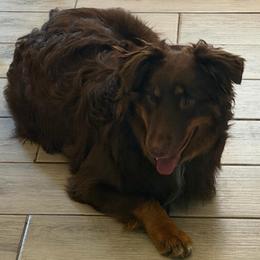 Loki - Red tri-color male Australian Shepherd puppy in Harrah, Oklahoma from Kamm's Aussies
