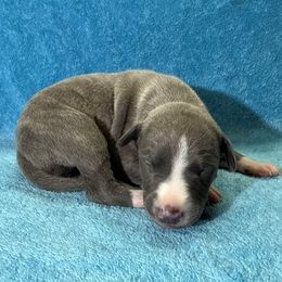 Eland - Blue brindle female Whippet puppy in Gentry, Arkansas from Mardel Robeson of Mulberry Hollow Whippets