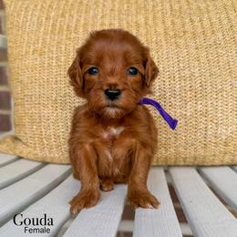 Gouda - Red  female Goldendoodle puppy in Sunman, Indiana from Brunsman Country Doodles LLC