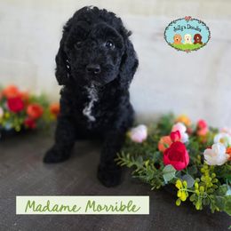 Madam Morrible - Black female Goldendoodle puppy in Lynn Haven, Florida from JoZy's Doodles