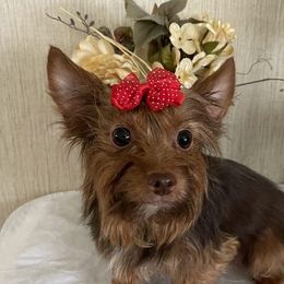 Bunni - Yorkshire Terrier