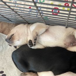 Labrador Retriever Puppies from Willow Kane Farm