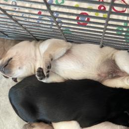 Labrador Retriever Puppies from Willow Kane Farm