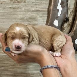 Purple - Red female Australian Labradoodle puppy in Milton, North Carolina from Good Day Doodles