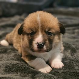 Baxter - Red male Pembroke Welsh Corgi puppy in Tomball, Texas from Larsen Loved Corgis