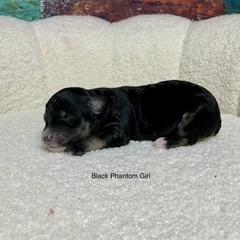 Black phantom - female Australian Mountain Doodle puppy in Blue Springs, Missouri from Jeanie’s Doodles